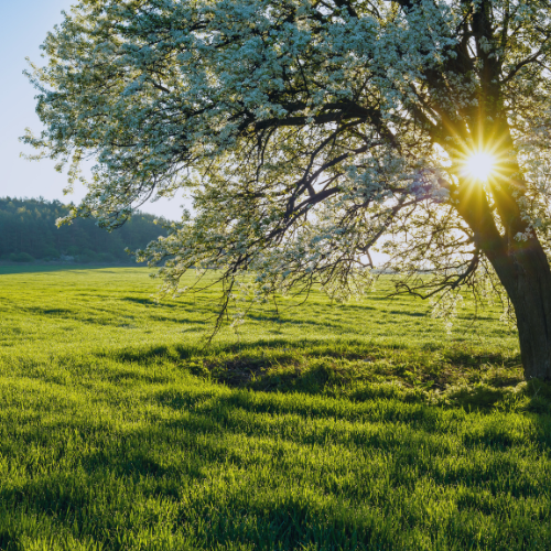 Did the Spring 2024 budget miss the mark for renewable energy projects PWCL website article image.png