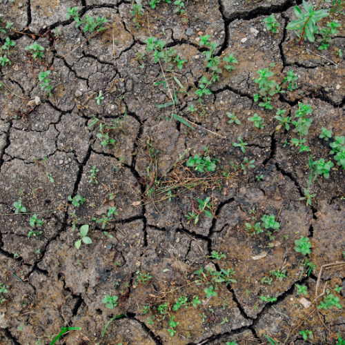 UK Urged to Adapt to 2°C of Global Warming Project Management PWCL 2025 (500 x 500 px).png