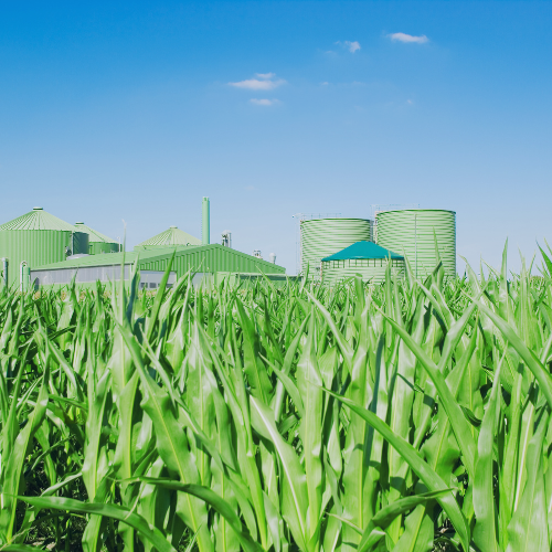 Anaerobic digestion of grass and herbal ley PWCL website article image.png